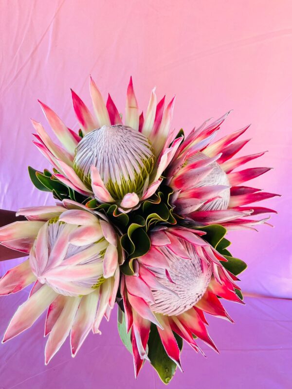 Protea (Stem) - Image 2