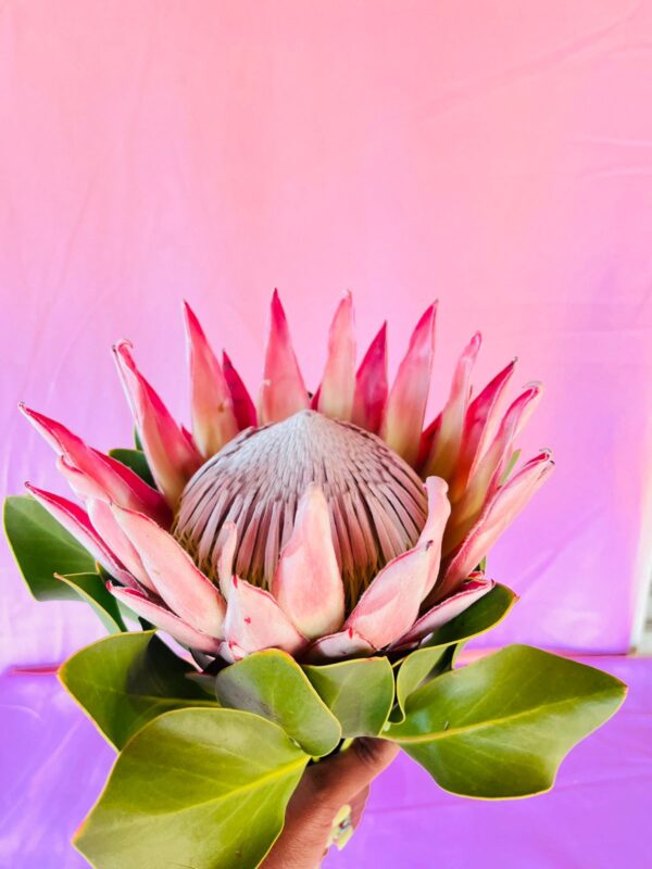 Protea (Stem) - Image 3