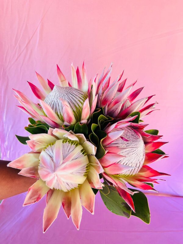 Protea (Stem)